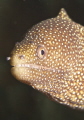   Tiny white mouth moray eel checks photographer. photographer  